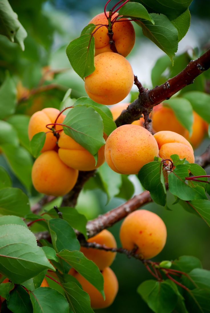 Apricots