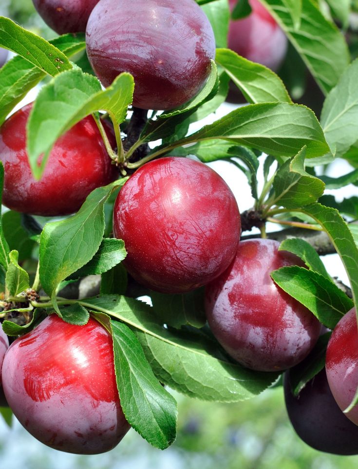 Plums